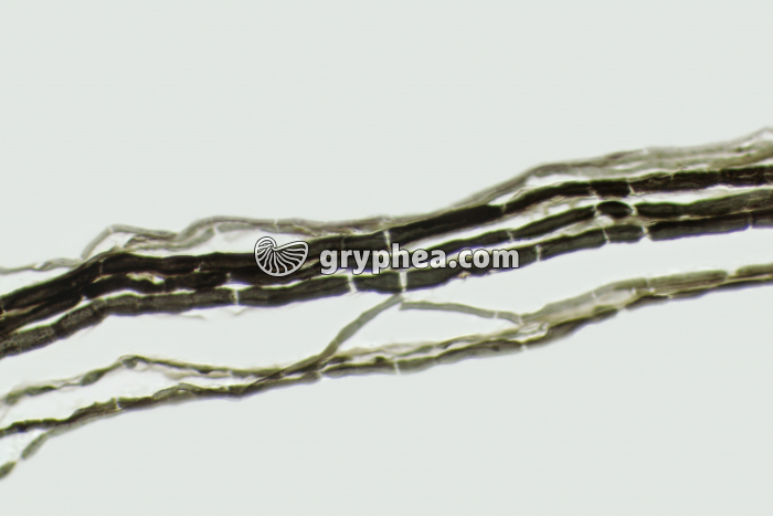 Nerf dilacéré AO x100 - gryphea.com